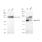 KD-Validated SMAD5 Rabbit mAb (20 μl)