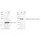 KD-Validated STIM1 Rabbit mAb (20 μl)