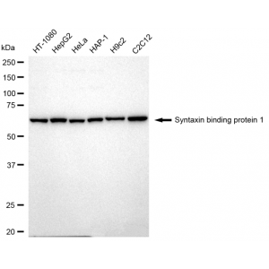 KD-Validated STXBP1 Rabbit mAb (20 μl)