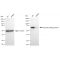 KD-Validated STXBP1 Rabbit mAb (20 μl)