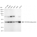 KD-Validated TARDBP Rabbit mAb (20 μl)