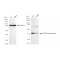 KD-Validated TARDBP Rabbit mAb (20 μl)