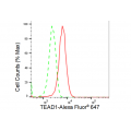 KD-Validated TEAD1 Rabbit mAb (20 μl)
