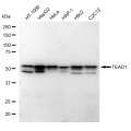 KD-Validated TEAD1 Rabbit mAb (20 μl)