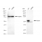 KD-Validated TEAD1 Rabbit mAb (20 μl)