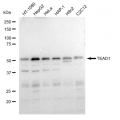 KD-Validated TEAD1 Rabbit mAb (20 μl)