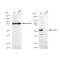 KD-Validated TEAD1 Rabbit mAb (20 μl)