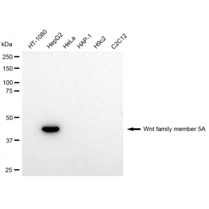 KD-Validated WNT5A Rabbit mAb (20 μl)