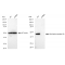 KD-Validated WNT5A Rabbit mAb (20 μl)