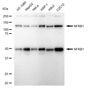 KD-Validated NFKB1 Rabbit mAb (20 μl)