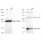 KD-Validated NFKB1 Rabbit mAb (20 μl)