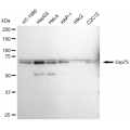 KD-Validated Grp75 Rabbit mAb (20 μl)