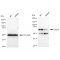 KD-Validated Grp75 Rabbit mAb (20 μl)