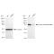 KD-Validated KAT7 Rabbit mAb (20 μl)