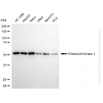 KD-Validated CHEK1 Rabbit mAb (20 μl)