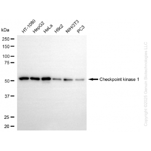 KD-Validated CHEK1 Rabbit mAb (20 μl)