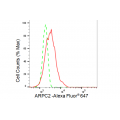 KD-Validated ARPC2 Rabbit mAb (20 μl)