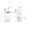 KD-Validated ARPC2 Rabbit mAb (20 μl)