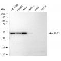 KD-Validated CLP1 Rabbit mAb (20 μl)