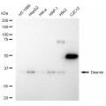 KD-Validated DES Rabbit mAb (20 μl)