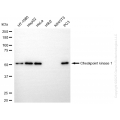 KD-Validated CHEK1 Rabbit mAb (20 μl)
