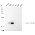 KD-Validated AKR1C1/2 Rabbit mAb (20 μl)