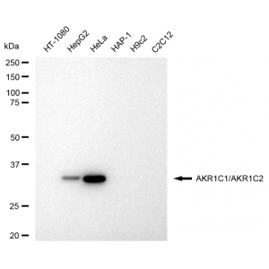 KD-Validated AKR1C1/2 Rabbit mAb (20 μl)