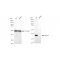 KD-Validated AKR1C1/2 Rabbit mAb (20 μl)