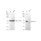 KD-Validated AMBP Rabbit mAb (20 μl)