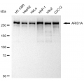 KD-Validated ARID1A Rabbit mAb (20 μl)