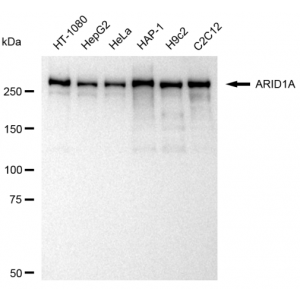 KD-Validated ARID1A Rabbit mAb (20 μl)