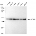 KD-Validated ATG4B Rabbit mAb (20 μl)