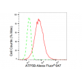 KD-Validated ATP5B Rabbit mAb (20 μl)