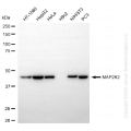 KD-Validated MAP2K2 Rabbit mAb (20 μl)