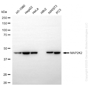 KD-Validated MAP2K2 Rabbit mAb (20 μl)