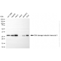 KD-Validated DDIT3 Rabbit mAb (20 μl)