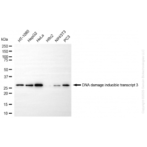 KD-Validated DDIT3 Rabbit mAb (20 μl)