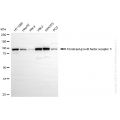 KD-Validated FGFR3 Rabbit mAb (20 μl)