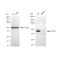 KD-Validated CDC37 Rabbit mAb (20 μl)