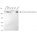 KD-Validated CSPG4 Rabbit mAb (20 μl)