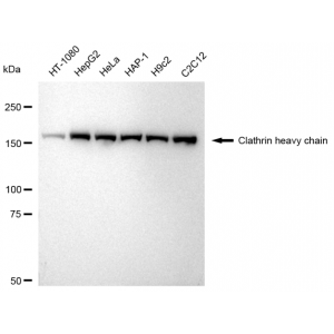KD-Validated CLTC Rabbit mAb (20 μl)