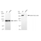 KD-Validated CLTC Rabbit mAb (20 μl)