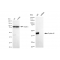 KD-Validated CCNE2 Rabbit mAb (20 μl)