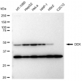 KD-Validated DEK Rabbit mAb (20 μl)