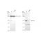 KD-Validated DEK Rabbit mAb (20 μl)