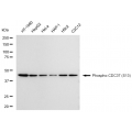 KD-Validated Phospho-CDC37 (S13) Rabbit mAb (20 μl)