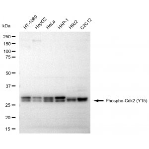 KD-Validated Phospho-Cdk2 (Y15) Rabbit mAb (20 μl)