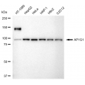 KD-Validated AP1G1 Rabbit mAb (20 μl)