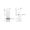 KD-Validated AP1G1 Rabbit mAb (20 μl)