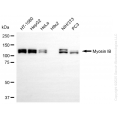 KD-Validated MYO1B Rabbit mAb (20 μl)